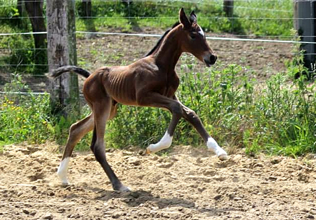 Trakehner Stutfohlen von Saint Cyr u.d. Kayleen v. Aristo - Charly Chaplin - Foto: Dagmar Hoffmann