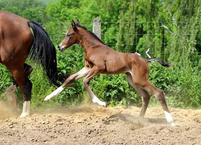 Trakehner Stutfohlen von Saint Cyr u.d. Kayleen v. Aristo - Charly Chaplin - Foto: Dagmar Hoffmann