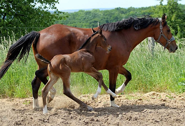 Trakehner Stutfohlen von Saint Cyr u.d. Kayleen v. Aristo - Charly Chaplin - Foto: Dagmar Hoffmann