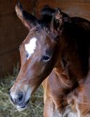 Trakehner Stutfohlen von Saint Cyr - Aristo - Charly Chaplin - Foto: Dagmar 
Hoffmann