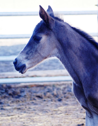 wenige Tage alt: Stutfohlen von Saint Cyr u.d. Henrica v. Cadeau - Foto: Dr. Pigisch
