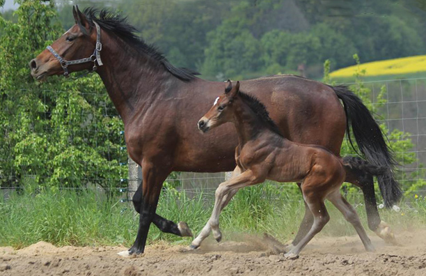 Trakehner Hengstfohlen von Freudenfest u.d. Garnet v. Aristo  - Foto: Dagmar Hoffmann