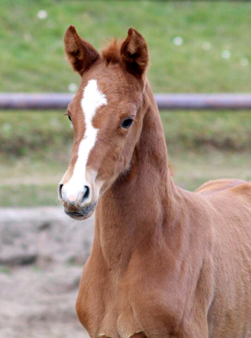  - Trakehner Gestt Hmelschenburg - Foto: Pauline Rohlfing