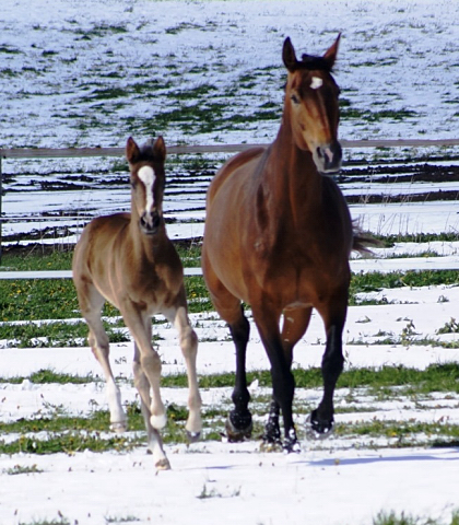 Stutfohlen von Saint Cyr u.d. Henrica v. Cadeau - Foto: Dr. Pigisch