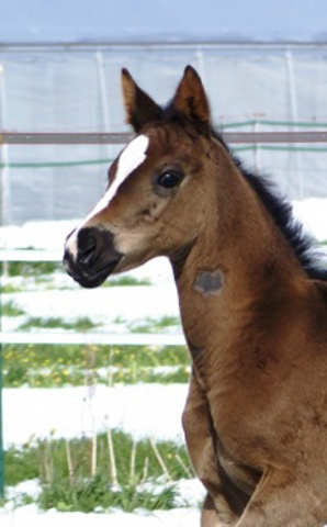 Stutfohlen von Saint Cyr u.d. Henrica v. Cadeau - Foto: Dr. Pigisch