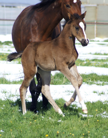 Stutfohlen von Saint Cyr u.d. Henrica v. Cadeau - Foto: Dr. Pigisch