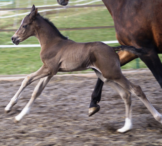 wenige Tage alt: Stutfohlen von Saint Cyr u.d. Henrica v. Cadeau - Foto: Dr. Pigisch