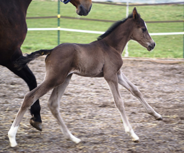 wenige Tage alt: Stutfohlen von Saint Cyr u.d. Henrica v. Cadeau - Foto: Dr. Pigisch