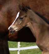 wenige Tage alt: Stutfohlen von Saint Cyr u.d. Henrica v. Cadeau - Foto: Dr. Pigisch