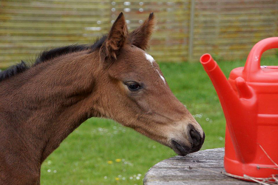 Stutfohlen von High Motion x Hoftnzer - Foto: Beate Langels