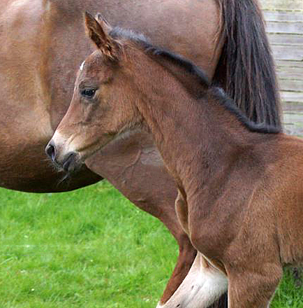 Stutfohlen von High Motion x Hoftnzer - Foto: Beate Langels