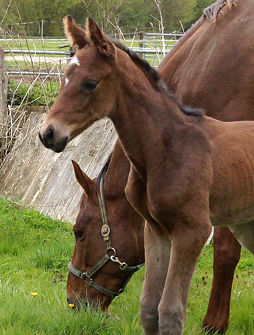 Stutfohlen von High Motion x Hoftnzer - Foto: Beate Langels