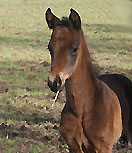 Hengstfohlen von Summertime u.d. Kundry v. Caprimond