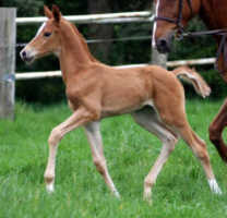 Colt by Shavalou - Sir Chamberlain (7 days old)