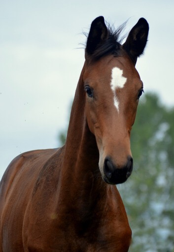 Karidia v. Saint Cyr u.d. Pr.St. Karida v. Oliver Twist - Foto: Pia Elger - Trakehner Gestt Hmelschenburg