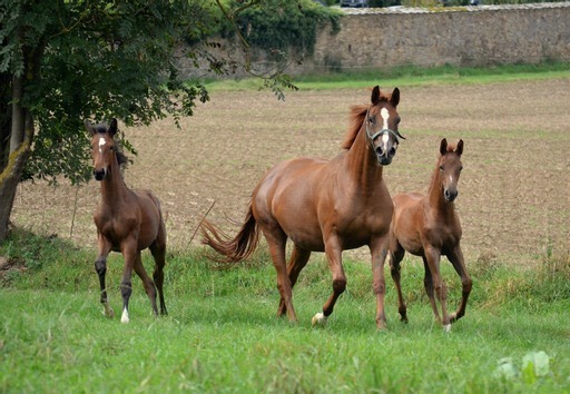 Klassic Motion mit Klassic's Zauberei und Karidia - Foto: Pia Elger - Trakehner Gestt Hmelschenburg