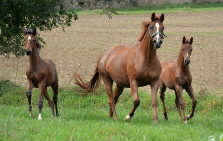 Impressionen vom September 2021 - Trakehner Gestt Hmelschenburg  - Foto: Beate Langels