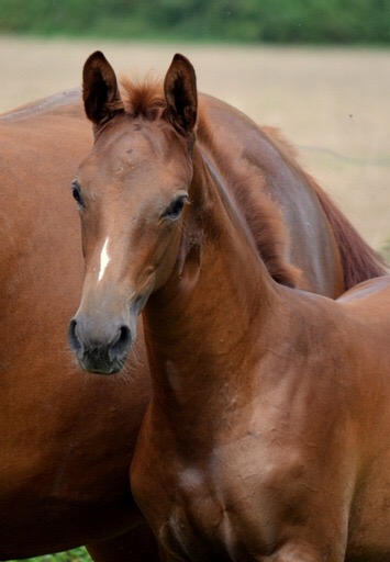 Klassic's Zauberei - Foto: Pia Elger - Trakehner Gestt Hmelschenburg