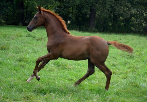 Klassic's Zauberei - Foto: Pia Elger - Trakehner Gestt Hmelschenburg