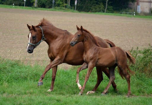 Klassic Motion mit Klassic's Zauberei und Karidia - Foto: Pia Elger - Trakehner Gestt Hmelschenburg