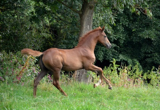 Klassic's Zauberei von Zauberdeyk u.d. Pr.u.StPrSt. Klassic v. Zauberdeyk  - Foto: Pia Elger - Trakehner Gestt Hmelschenburg