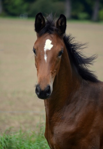 Karidia v. Saint Cyr u.d. Pr.St. Karida v. Oliver Twist - Foto: Pia Elger - Trakehner Gestt Hmelschenburg