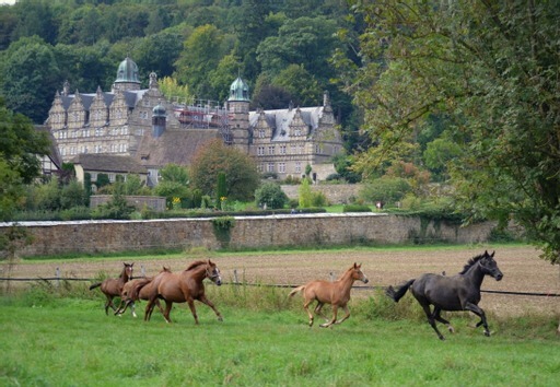 Vittoria mit Viva Espanja und Klassic Motion mit Klassic's Zauberei und Karidia - Foto: Pia Elger - Trakehner Gestt Hmelschenburg