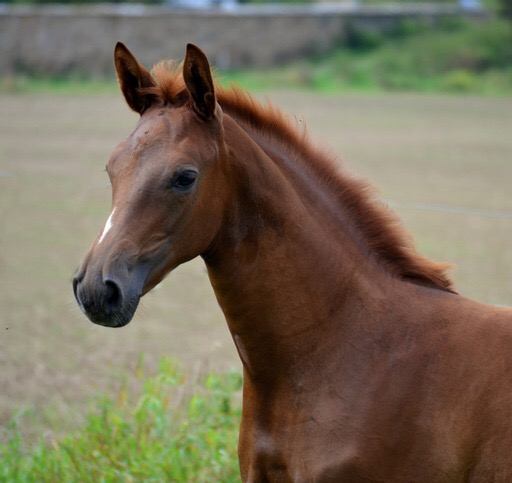 Klassic's Zauberei von Zauberdeyk x High Motion - Foto: Pia Elger - Trakehner Gestt Hmelschenburg