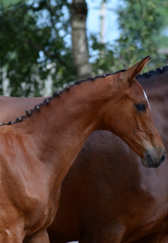 Stutfohlen von High Motion x Imperio - Trakehner Gestt Hmelschenburg - Foto: Pia Elger - 
Trakehner Gestt Hmelschenburg