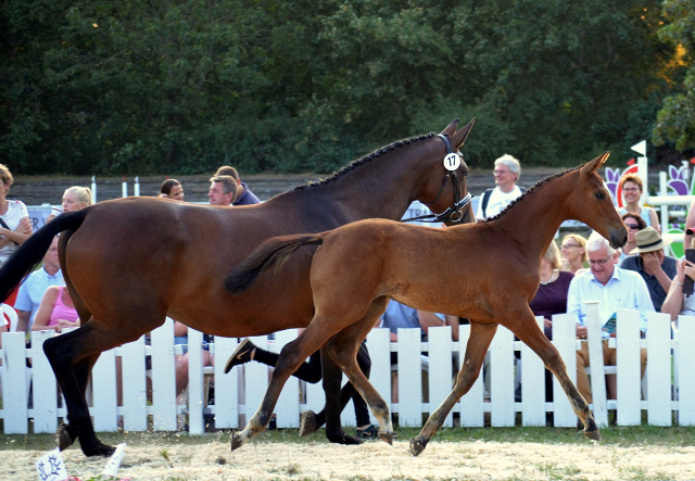 Stutfohlen von High Motion x Imperio - Trakehner Gestt Hmelschenburg - Foto: Pia Elger - 
Trakehner Gestt Hmelschenburg