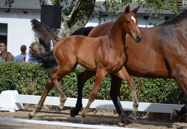 Stutfohlen von High Motion x Imperio - Trakehner Gestt Hmelschenburg - Foto: Pia Elger - 
Trakehner Gestt Hmelschenburg