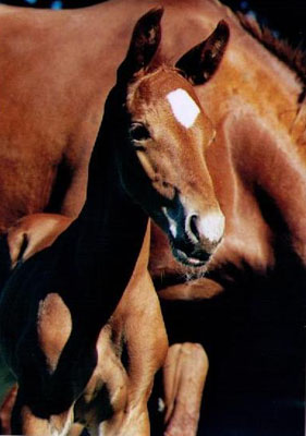 Trakehner Hengstfohlen von Kostolany - Angard - Lamarc