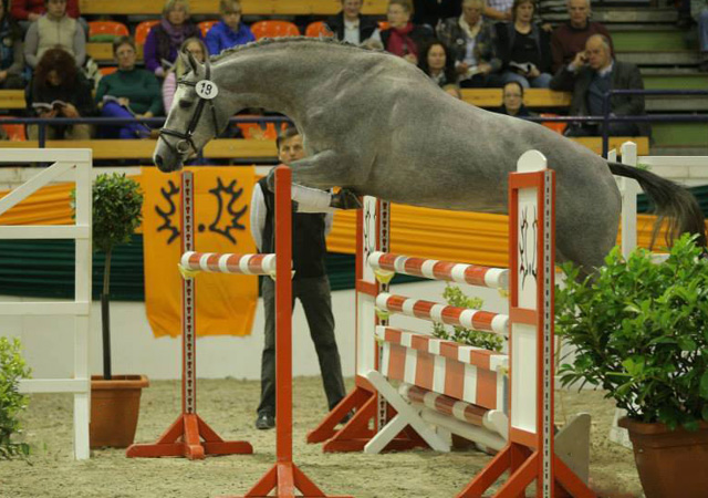 Perano von Hofrat x Herzzauber, Trakehner Gestt Hmelschenburg - Foto: Beate Langels