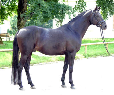 Pernambuco von Ibikus - Mahagoni