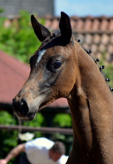 Hengstfohlen von Saint Cyr x Touch my Heart am 30. Mai 2021 - Foto: Pia Elger- 
Trakehner Gestt Hmelschenburg