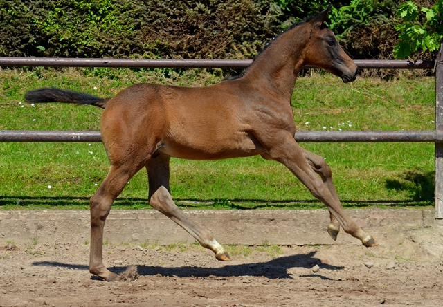 Hengstfohlen von Saint Cyr x Touch my Heart am 30. Mai 2021 - Foto: Pia Elger- 
Trakehner Gestt Hmelschenburg