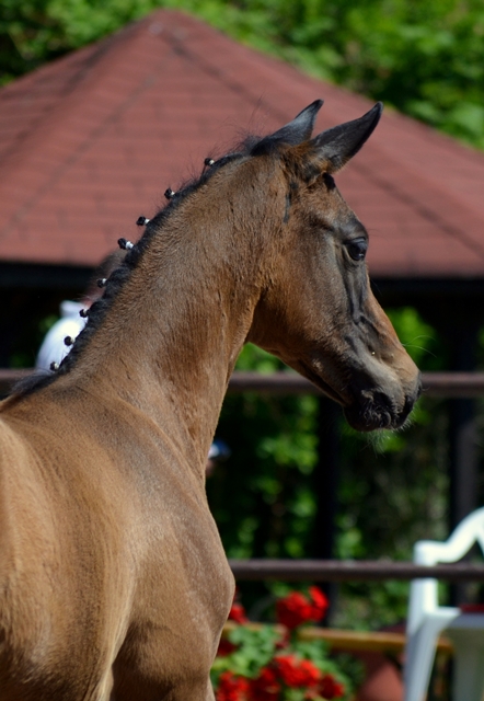 Hengstfohlen von Saint Cyr x Touch my Heart am 30. Mai 2021 - Foto: Pia Elger- 
Trakehner Gestt Hmelschenburg