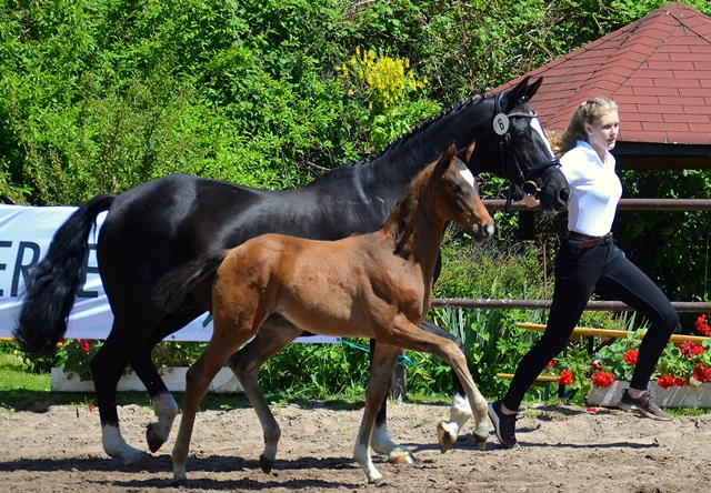 Hengst v. High Motion u.d. Greta Garbo v. Alter Fritz - 30.05.2021 Foto: Pia Elger - Trakehner Gestt Hmelschenburg