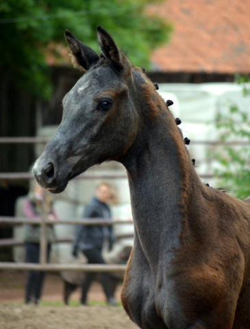 Hengstfohlen von Saint Cyr u.d.  Schiemanen v. Summertime u.d. Pr.u.StPrSt. Sareiken II v. Tycoon - Foto: Pia Elger