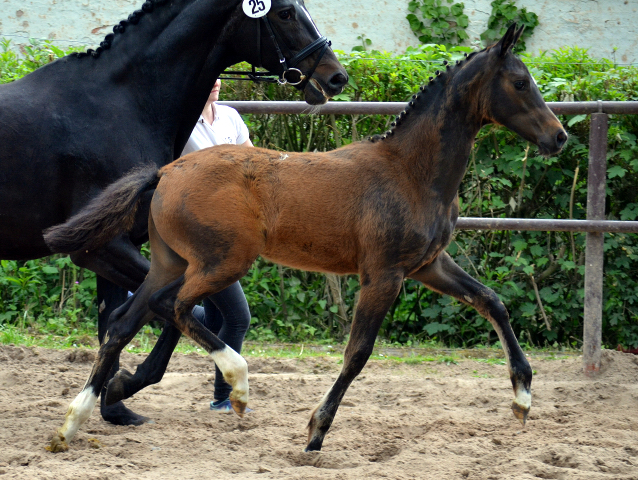 Trakehner Stutfohlen v. High Motion u.d. u.d. Pr.St. Hannah v. Freudenfest u.d. Elitestute Hekate v. Exclusiv - 
Foto: Pia Elger