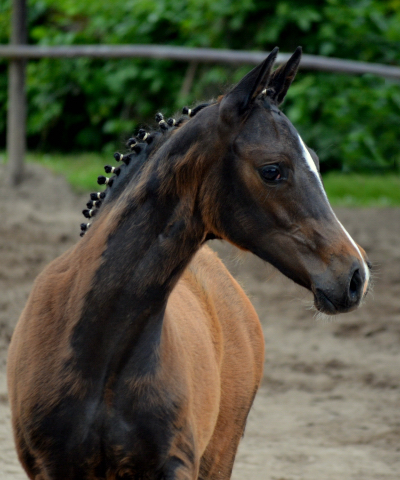 Trakehner Stutfohlen v. High Motion u.d. u.d. Pr.St. Hannah v. Freudenfest u.d. Elitestute Hekate v. Exclusiv - 
Foto: Pia Elger