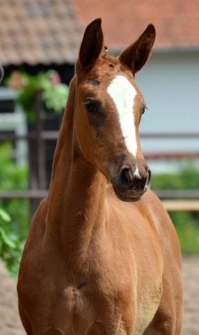 Stutfohlen von High Motion u.d. Pr.St. Karida v. Oliver Twist - Foto: Pia Elger - Trakehner Gestt Hmelschenburg