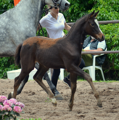 Stutfohlen von High Motion x Silvermoon x Heraldik xx
- Foto: Pia Elger - Gestt Hmelschenburg