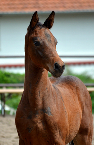 Hengstfohlen von Saint Cyr u.d.  Schiemanen v. Summertime u.d. Pr.u.StPrSt. Sareiken II v. Tycoon - Foto: Pia Elger