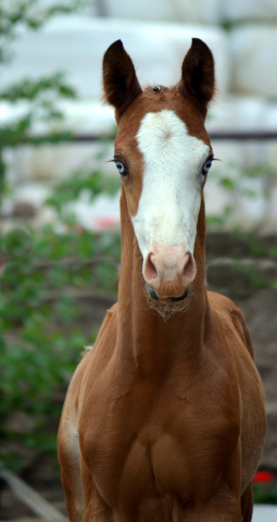 Trakehner Hengstfohlen v. High Motion u.d. Pr.St. Taira v. Hirtentanz x Humanus - 
Foto: Beate Langels