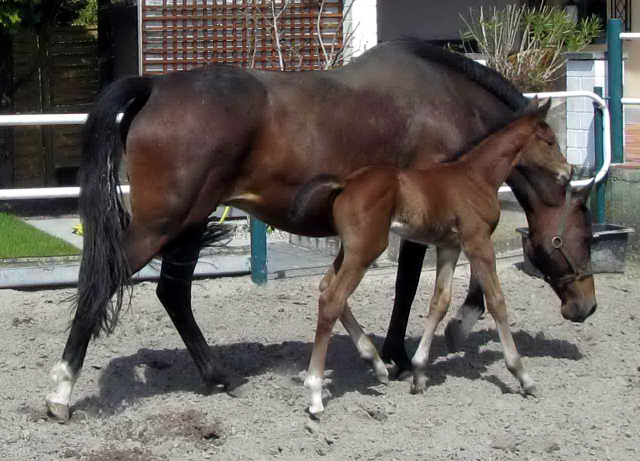 Hengstfohlen von High Motion u.d. ncars Tochter v. King Arthur u.d. Incarvillea xx v. Frontal xx - Foto: Harlacher