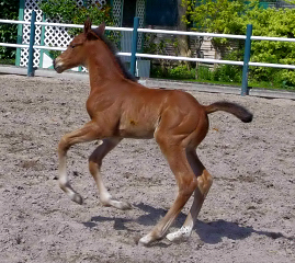 Hengstfohlen von High Motion u.d. ncars Tochter v. King Arthur u.d. Incarvillea xx v. Frontal xx - Foto: Harlacher