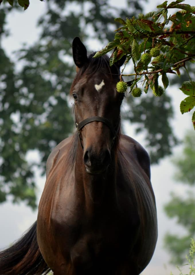 Jhrlingshengst von Saint Cyr u.d. Pr.A. TeaCup v. Exclusiv - Foto: Pia Elger
 - Trakehner Gestt Hmelschenburg