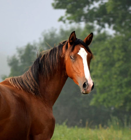 Jhrlingshengst von High Motion u.d. Pr.u.StPrst. Klassic v. Freudenfest - Foto: Pia Elger
 - Trakehner Gestt Hmelschenburg