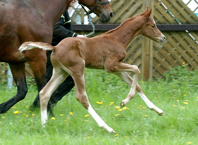 Hengstfohlen von Freudenfest x Rockefeller, Foto: Peter Richterich